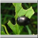 Chrysolina sturmi  - Blattkaefer w04.jpg